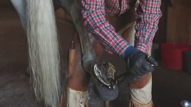 Hands blacksmith in black gloves shoeing horse's hoof, removes old horseshoe in forge