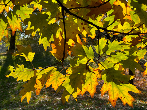 Autumn leaves colorful in sunset, no people are visible.