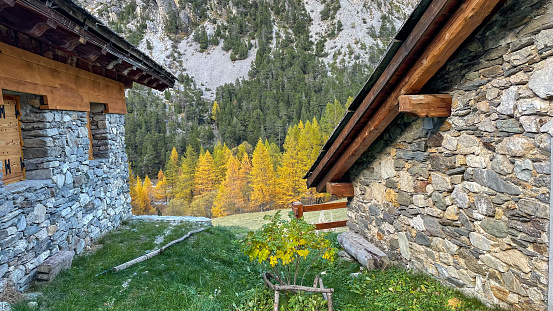 Stone traditional cottages with snowcapped mountains and larch tree forest on background in autumn, Valle Stretta, Bardonecchia/Nevache, France