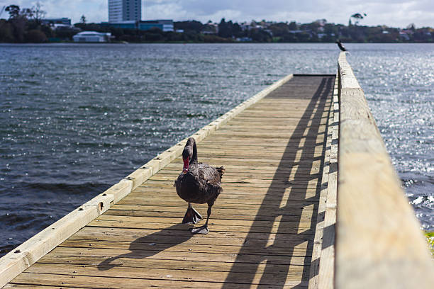 A black swan swimming , (Cygnus atratus) is a large waterbird, a species of swan which breeds mainly in the southeast and southwest regions of Australia. in the pond at Sydney park.