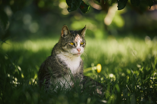 Outdoor portrait old cat in backyard. Cute cat sitting in grass under tree on beautiful sunny summer day.