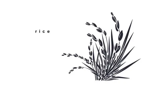 Vector illustration of Rice plant, grains. Vector landscape silhouette