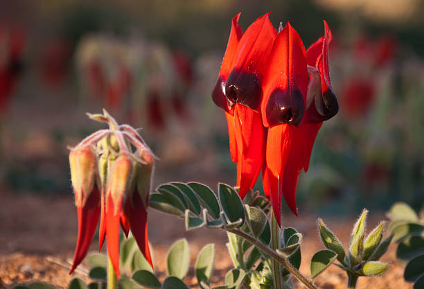 Sturt's Desert Pea Sturt's Desert Pea (Swainsona formosa) is the floral emblem of South Australia. alice springs photos stock pictures, royalty-free photos & images