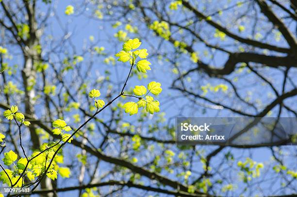 Sycamore Maple De Acer Pseudoplatanus - Fotografias de stock e mais imagens de Ao Ar Livre - Ao Ar Livre, Bordo-pseudoplátano, Crescimento