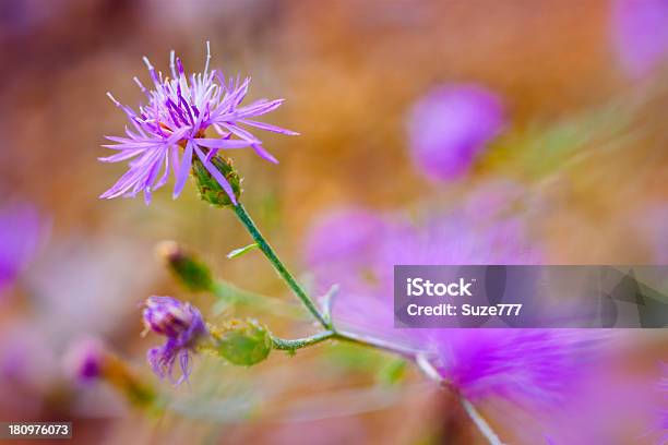 Thorn Weed Flower - zdjęcia stockowe i więcej obrazów Bez ludzi - Bez ludzi, Botanika, Ciernisty krzew