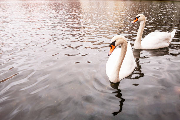 istock White swans swim in the pond. 1809768546