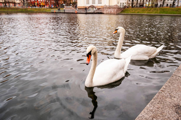 istock White swans swim in the pond. 1809768552