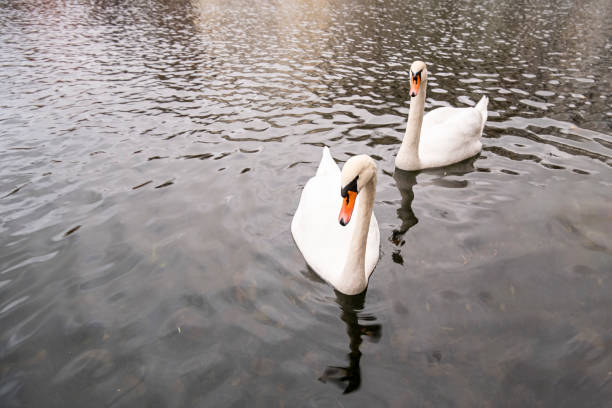 istock White swans swim in the pond. 1809768553