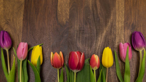 istock Top view of multicolor spring tulips on the wood background. 1809769658