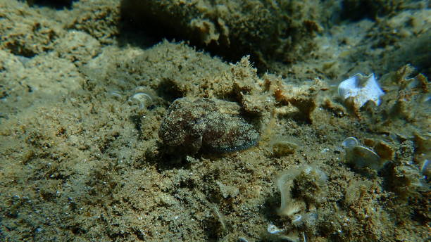 istock Common cuttlefish or European common cuttlefish (Sepia officinalis) undersea 1809774793
