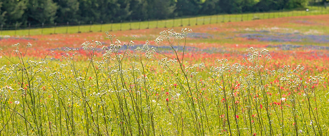 Texas wildflowers in full bloom in Washington County, Brenham, Texas, bluebonnet, indian paintbrush, Indian blanket