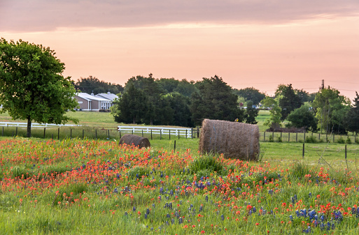Texas wildflowers in full bloom in Washington County, Brenham, Texas, bluebonnet, indian paintbrush, Indian blanket