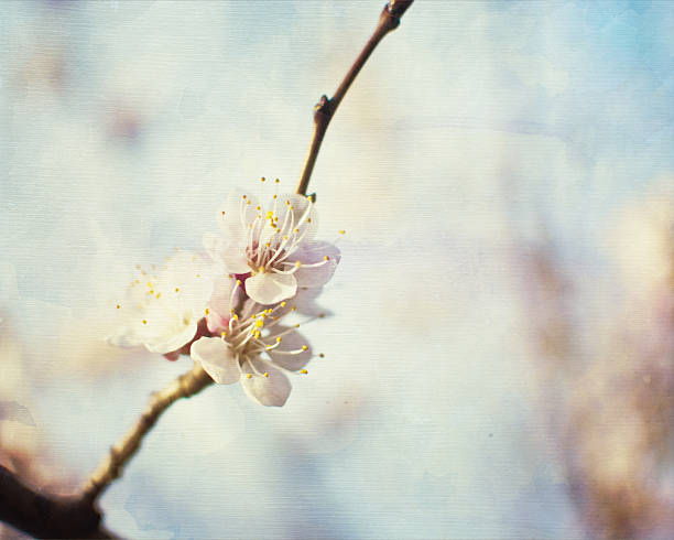 watercolor cherry blossom stock photo