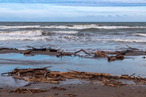 Wood thrown by the sea The sea throws trunks of different types of trees that the Casitas River drags into the ocean after a storm. costa esmeralda stock pictures, royalty-free photos & images