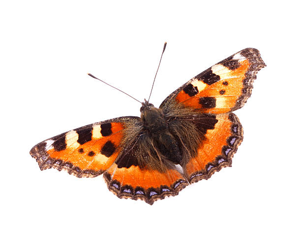 Small Tortoiseshell butterfly A Small Tortoiseshell butterfly (Aglais urticae) isolated on white background. small tortoiseshell butterfly stock pictures, royalty-free photos & images