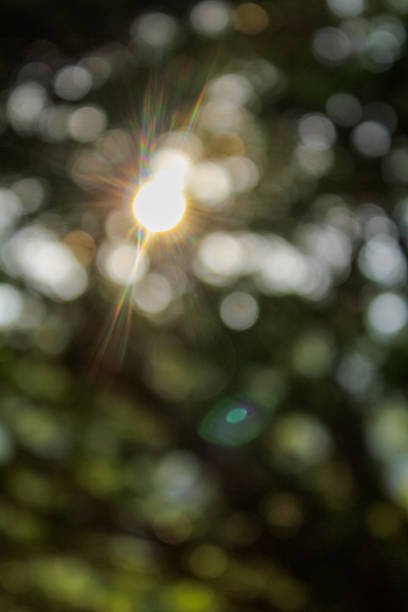 istock The bokeh effect of the green trees with sunlight. 1809792742