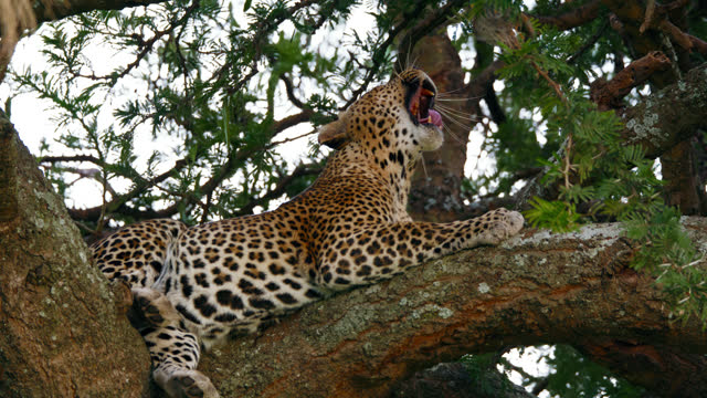 SLO MO Lazy Leopard Yawning While Relaxing On Tree In Forest At Serengeti National Park