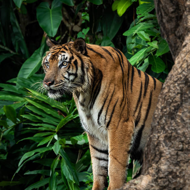 istock Photos of tiger in naturally. 1809797030