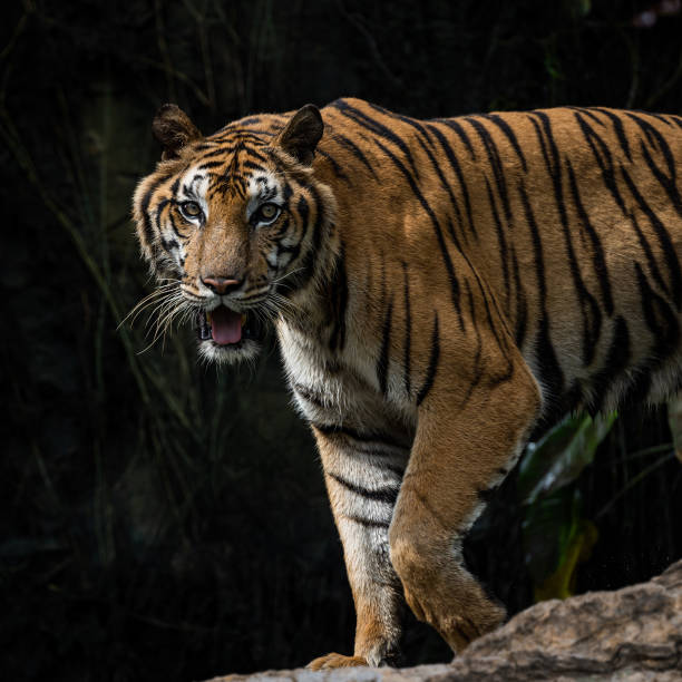 自然に虎の写真。 - tiger roaring danger power ストックフォトと画像