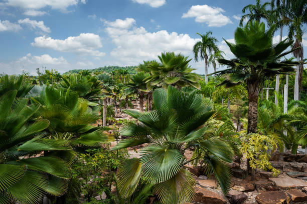 istock palm trees garden against blue sky background 1809798128