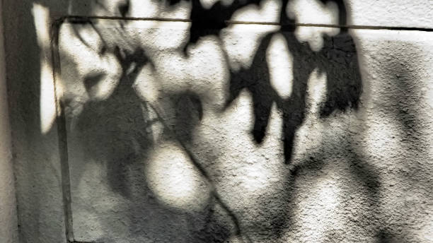 istock The shadow of the leaves reflected on the wall with sunlight. 1809800352
