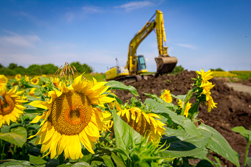 Agricultural farm field with mature yellow sunflowers, in the background big excavator with caterpillar is digging soil with bucket on the building site.