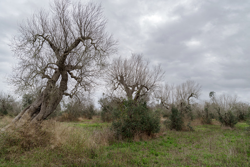 View of olive trees hit by bacteria Xylella fastidiosa in Lecce, Puglia region, Italy