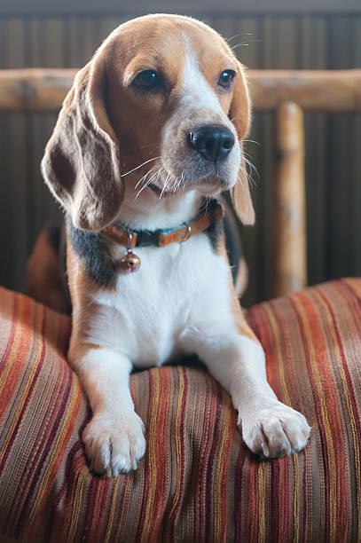 istock Baby beagle on orange pillow sofa 180980707