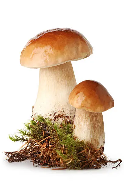 Fresh ceps on  moss isolated on white