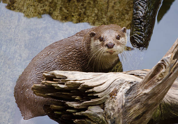 oriental curta clawed lontra amblonyx cinereus natação () - oriental short clawed otter - fotografias e filmes do acervo