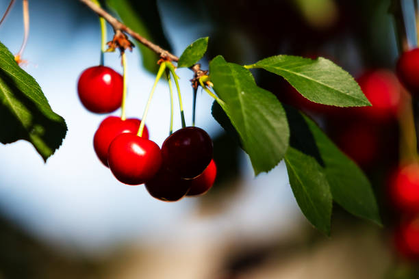 istock Sour cherry and cherries. Fruit and vegetables. Plant and plants. 1809815051