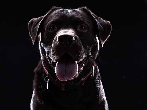 Elderly black labrador for a walk on a grassy field on a sunny day. The dog's muzzle is completely gray.