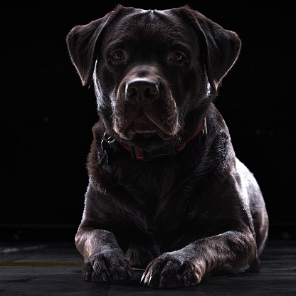 Brown labrador retriever dog portraits on black background