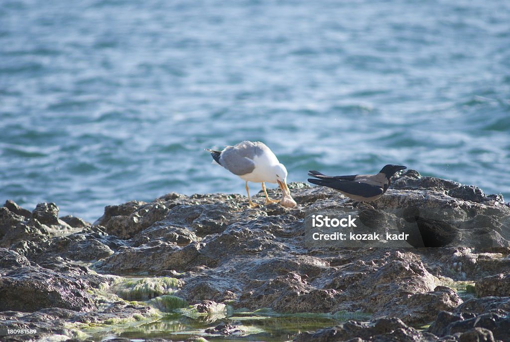 Seagull on the rocks de um litoral acidentado - Foto de stock de Animal royalty-free