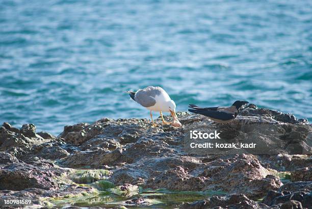 Foto de Seagull On The Rocks De Um Litoral Acidentado e mais fotos de stock de Animal - Animal, Areia, Azul