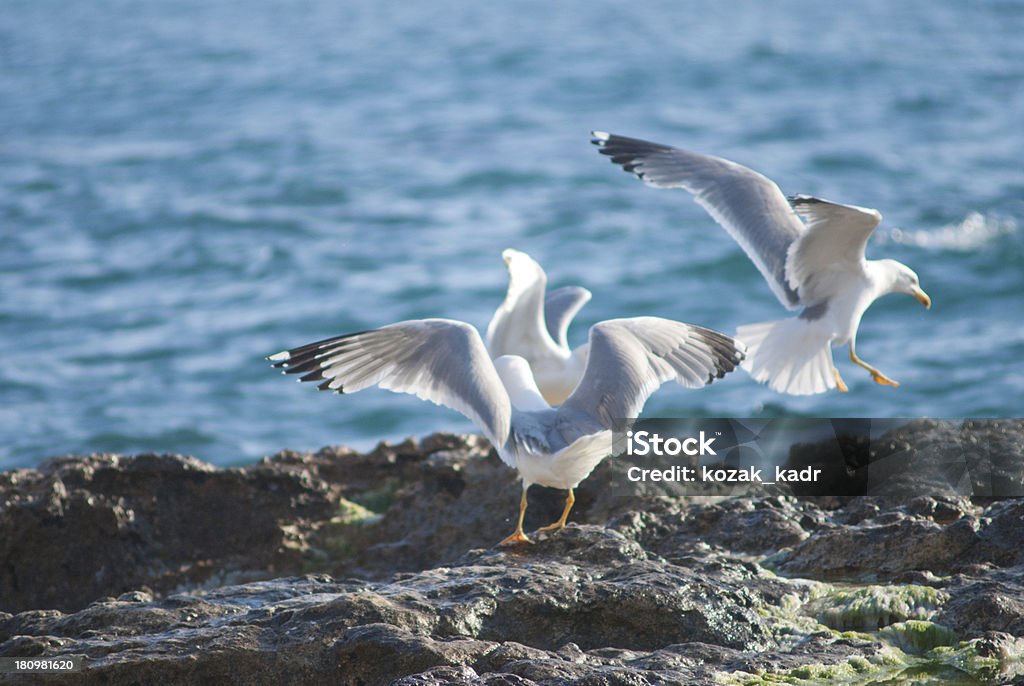 Seagull on the rocks de littoral accidenté - Photo de Bleu libre de droits