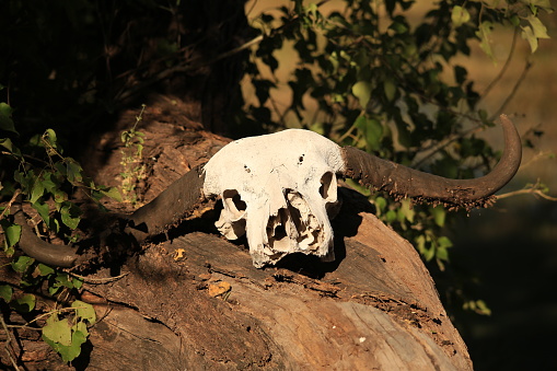 buffalo skull on a tree trunk