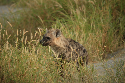 curious juvenile hyena