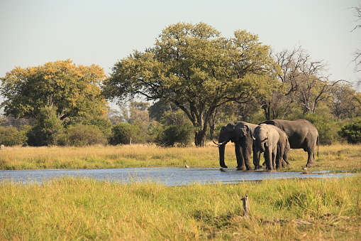 a group of elephants at a riverbed in the bush
