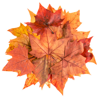 Pile of maple leaves on a white background