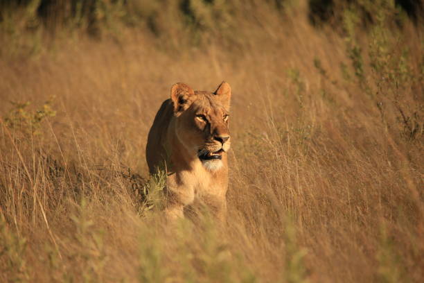 single lioness on her morning walk in yellow grass