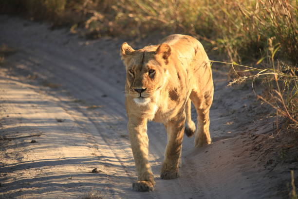 istock lioness walks on a sandy road surrounded by dry grass 1809822688