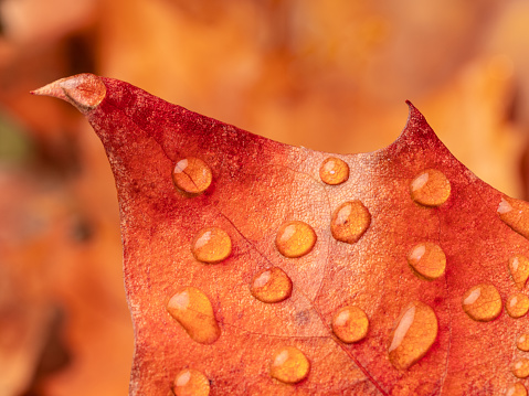 Dew drops on maple leave