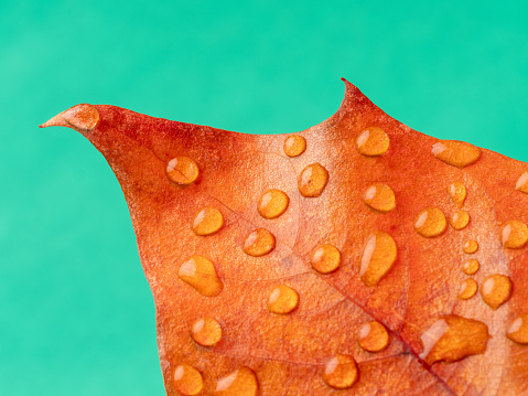 Dew drops on maple leave