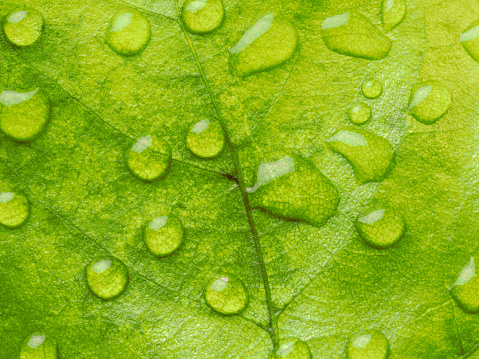 Closeup of dew drops on a maple leaf