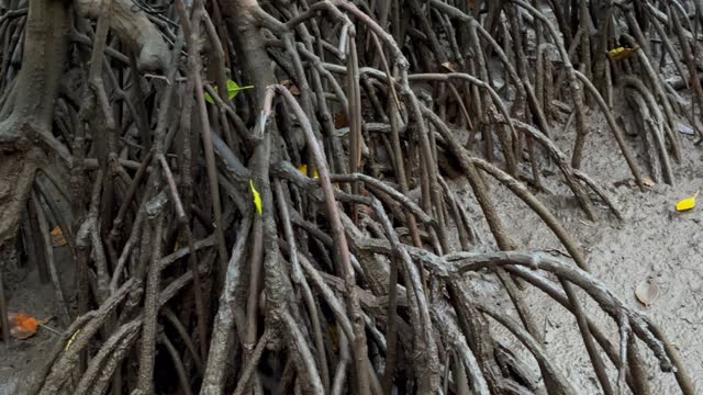 Close-up mangrove tree root