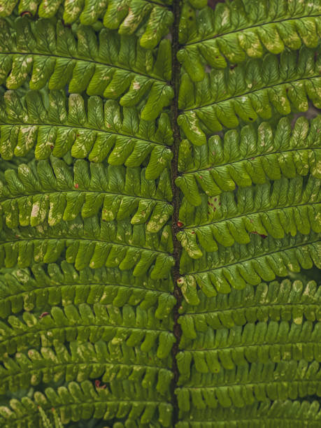istock Green fern leaves close-up. Natural background. Texture. 1809831732
