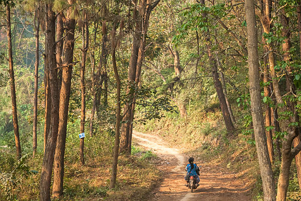 istock Road, went into the forest with big trees 180984095