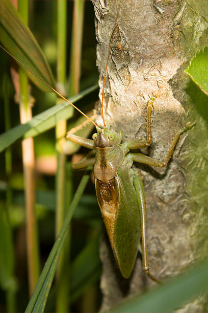 Grasshopper. Grasshopper on tree trunk. orthoptera stock pictures, royalty-free photos & images