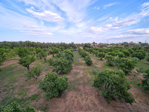 Elderly farmer, gardener is pruning branches of fruit trees using long loppers in orchard at early springtime, near bee colony, apiary.